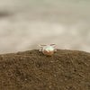 Reef Ring